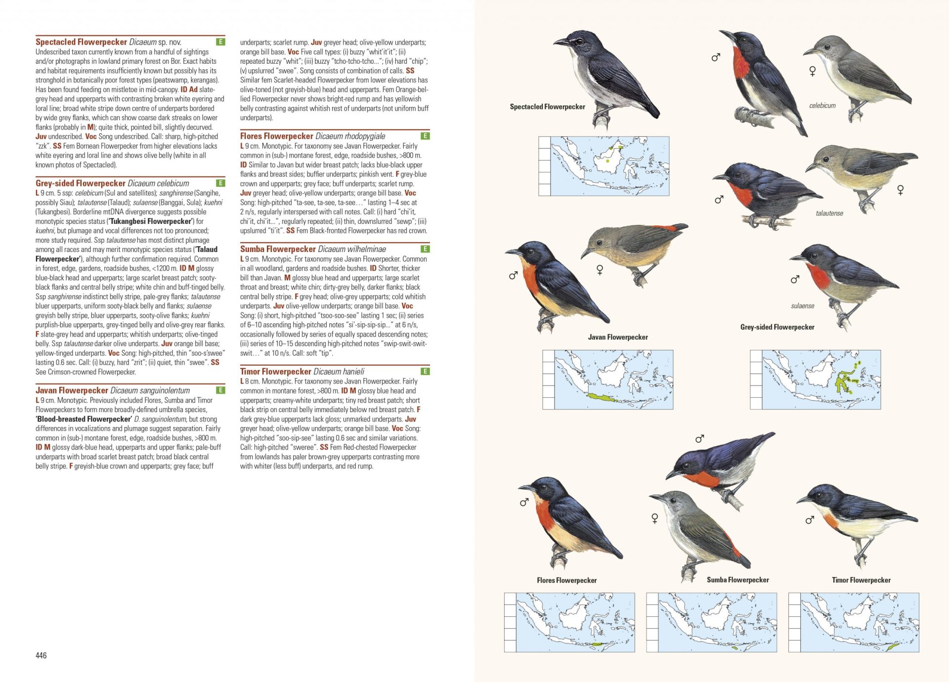 Sample page of Birds of the Indonesian Archipelago Birds of the Indonesian Archipelago sample page